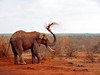 2 dny safari Tsavo East + Neptune Beach #2